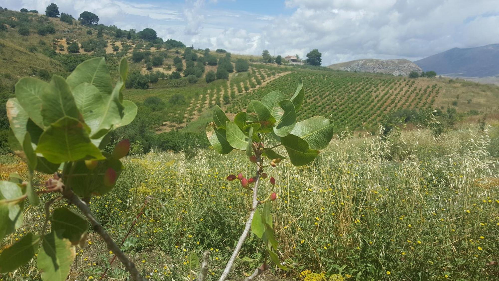 Agriturismo Gessi Calatafimi Zewnętrze zdjęcie